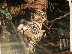 MAGAZINE_**TIGERS**_ 2021_LIFE_BIG CAT_*INSIDE THE TIGER&rsquo;S MIND*_NEW UNREAD COPY