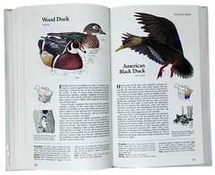 Reader&rsquo;s Digest Book of North American Birds 1990 600 Species 576 Pages Illos