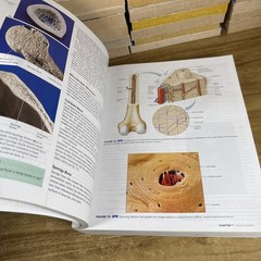 ISE Hole&rsquo;s Human Anatomy & Physiology 16th Edition Paperback Acceptable