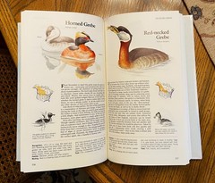 Vintage Reader&rsquo;s Digest « BOOK of NORTH AMERICAN BIRDS », hardcover, 576 pgs, Mint