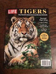 MAGAZINE_**TIGERS**_ 2021_LIFE_BIG CAT_*INSIDE THE TIGER&rsquo;S MIND*_NEW UNREAD COPY