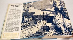 The Way of a Dog by Albert Terhune First Edition Hardback w/ Dust Jacket 1932