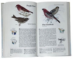 Reader&rsquo;s Digest Book of North American Birds 1990 600 Species 576 Pages Illos