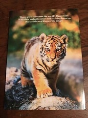 MAGAZINE_**TIGERS**_ 2021_LIFE_BIG CAT_*INSIDE THE TIGER&rsquo;S MIND*_NEW UNREAD COPY