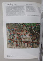 LE MUSEE DE LA PHOTO 2002 PHAIDON TRADE PAPERBACK FRENCH PHOTOGRAPHY ART BOOK